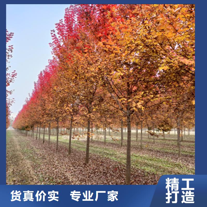法桐-美国红枫自营品质有保障
