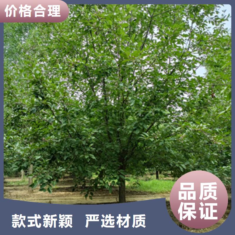 法桐黄金槐值得买
