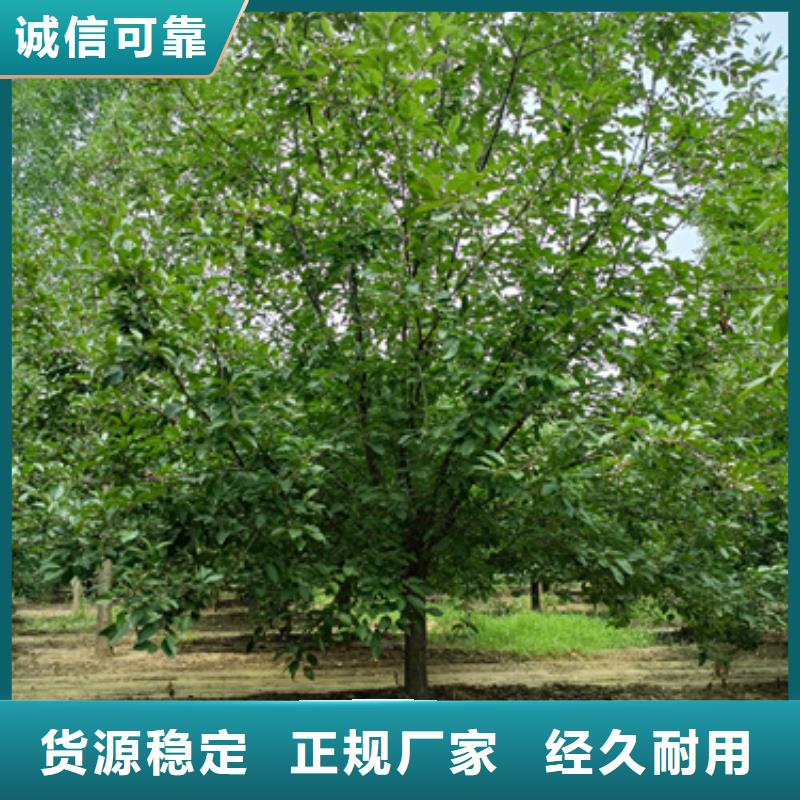服务周到的法桐基地