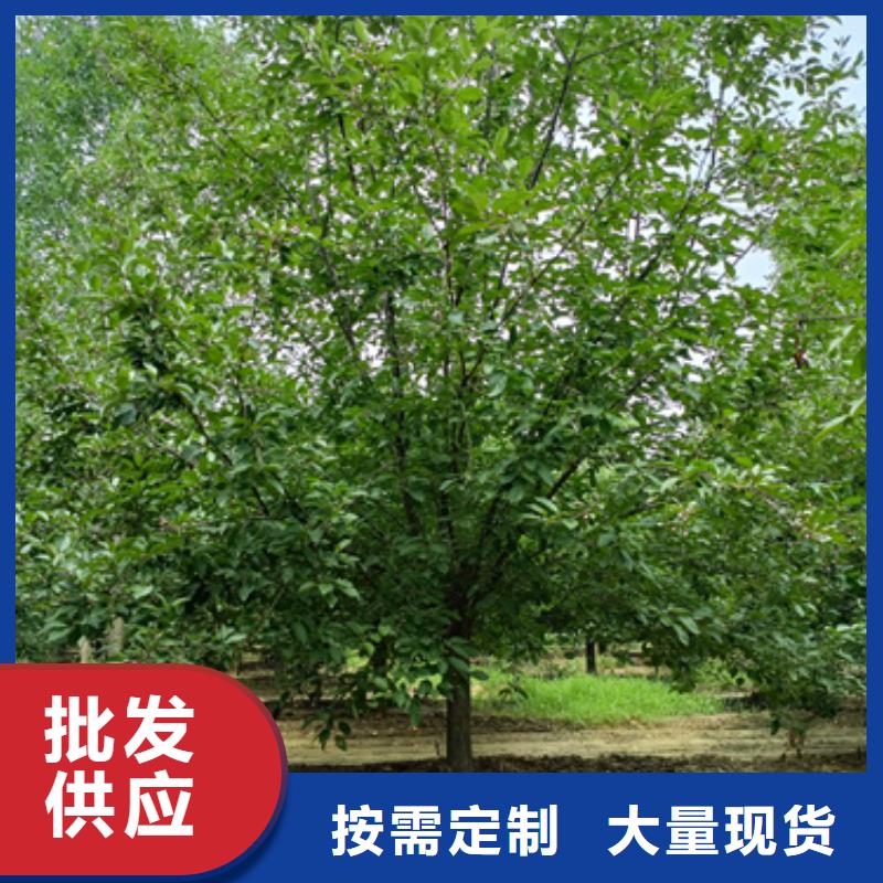 法桐_白蜡售后无忧