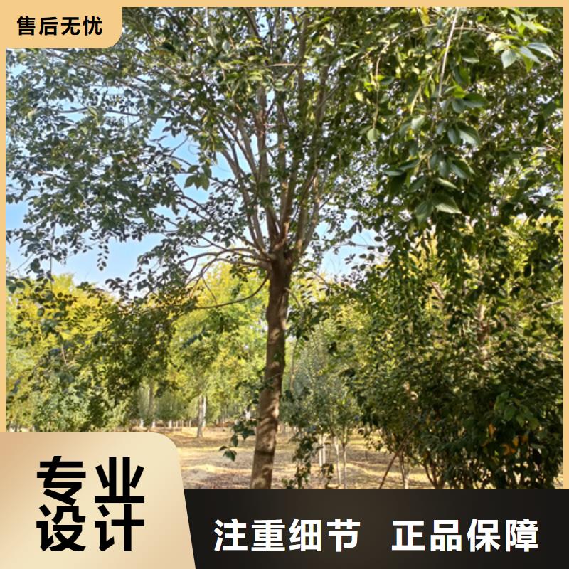 法桐_美国红枫生产安装
