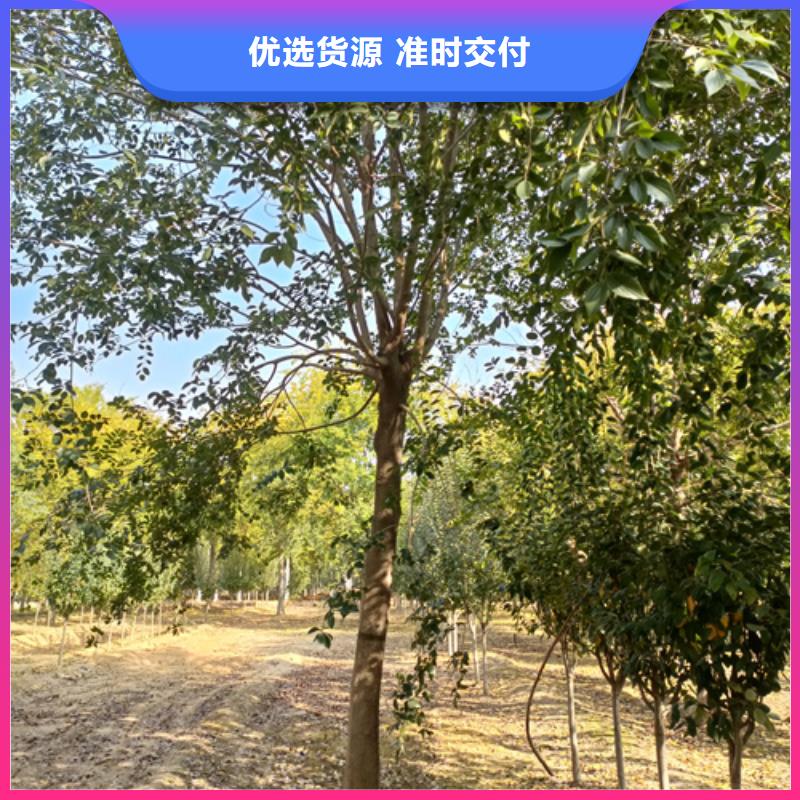 法桐用心做好每一件产品