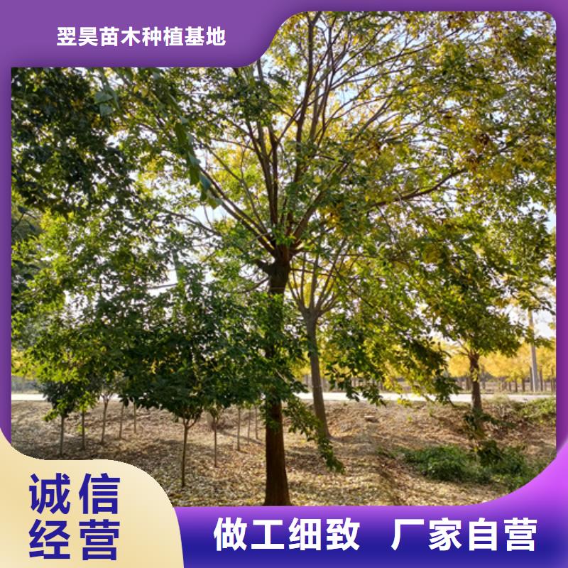 法桐现货销售