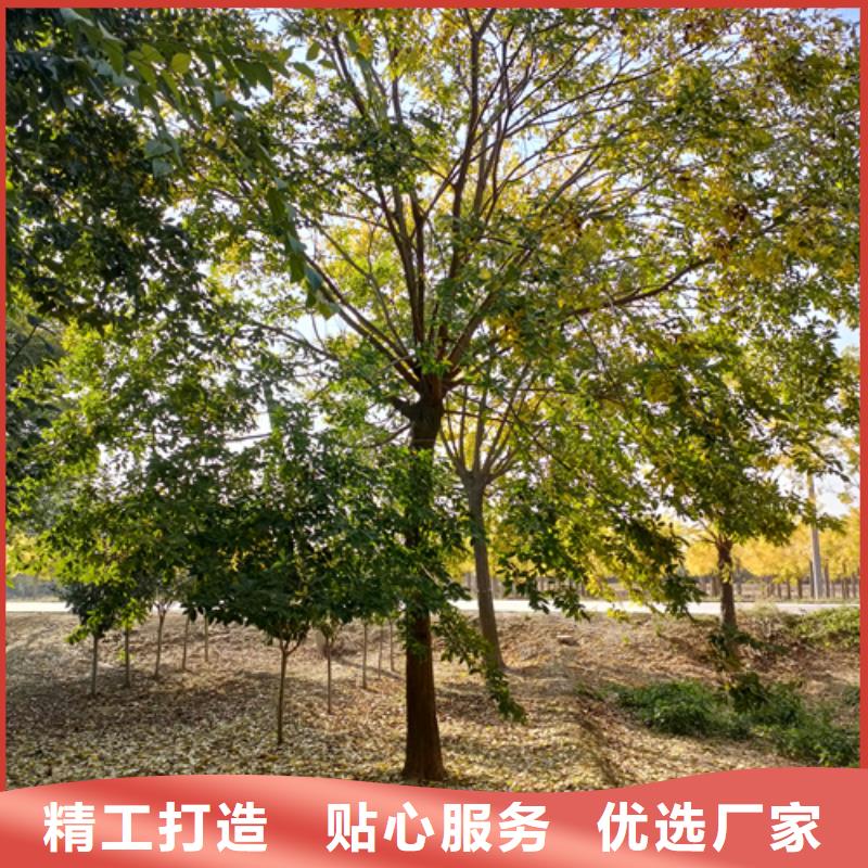 批发法桐小苗的生产厂家