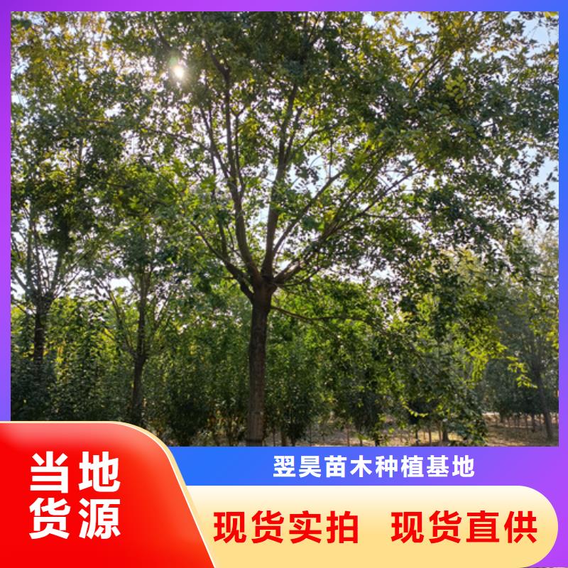 速生法桐、速生法桐厂家直销-质量保证