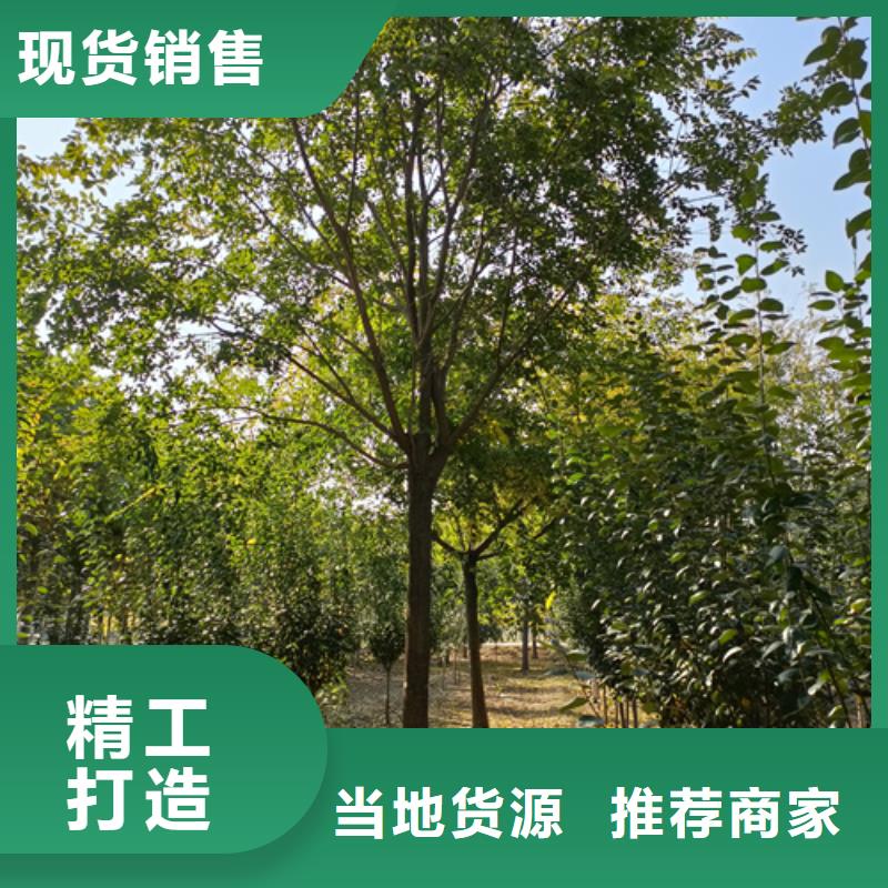 法桐白蜡诚信商家服务热情