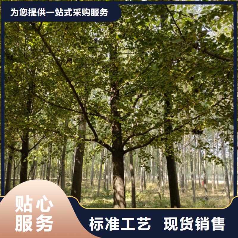 法桐金叶白蜡高标准高品质