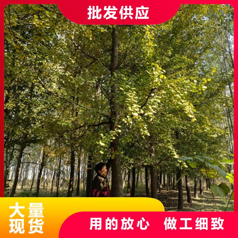 法桐_白蜡售后无忧