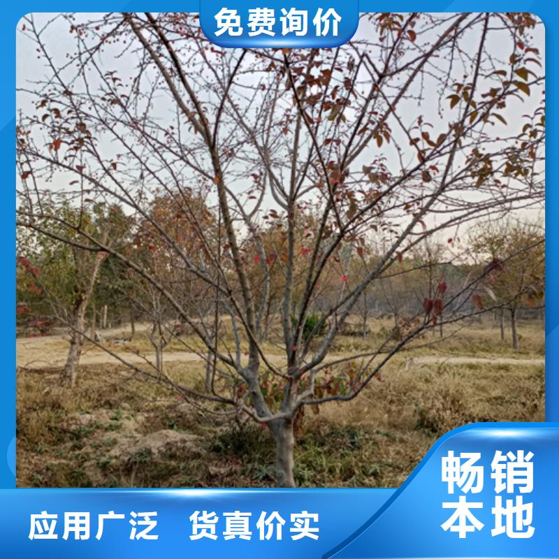 法桐五角枫供货及时