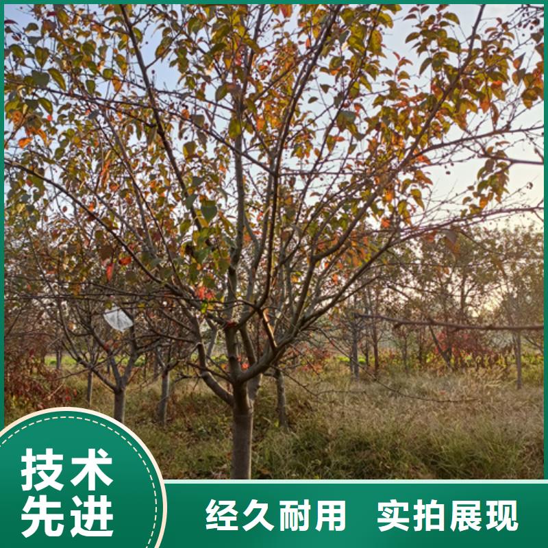 法桐金叶白蜡买的放心安兴用的舒心