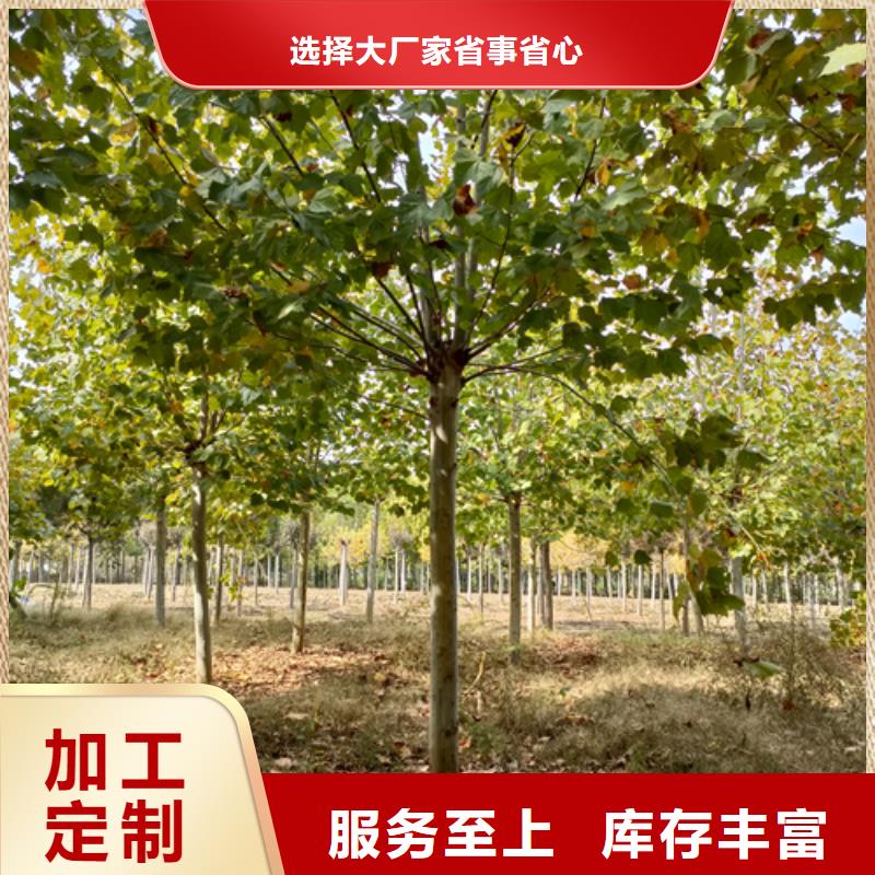 法桐金叶槐24小时下单发货