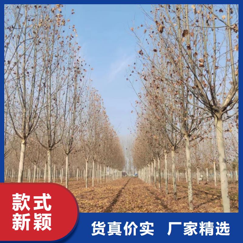 法桐美国红枫实体诚信经营