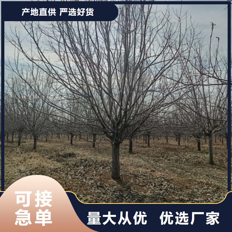 法桐五角枫用品质赢得客户信赖