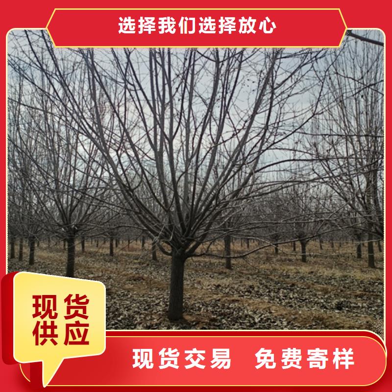 速生法桐、速生法桐厂家直销-质量保证