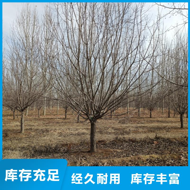 批发法桐小苗的生产厂家