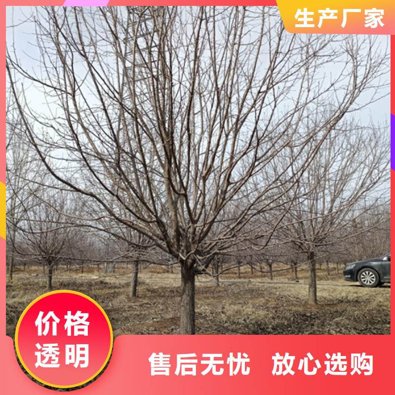 法桐美国红枫厂家实力雄厚