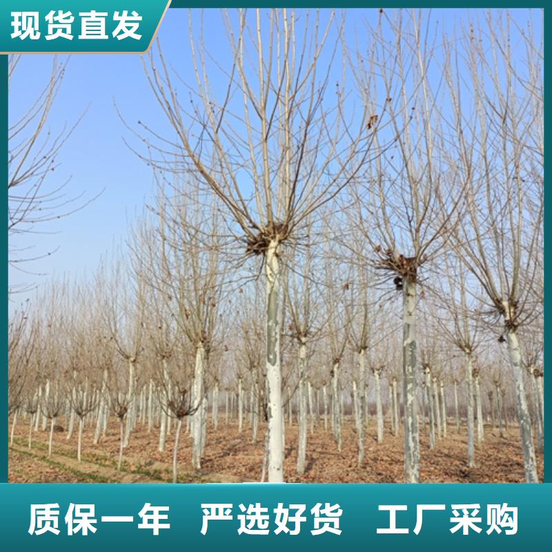 法桐五角枫资质认证