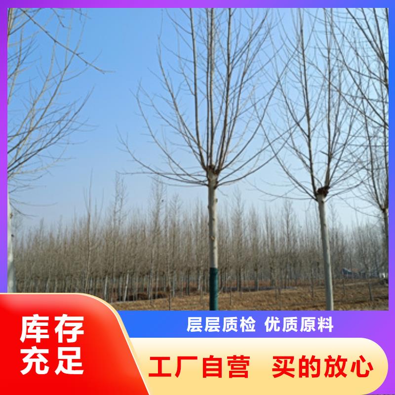 批发法桐小苗的生产厂家