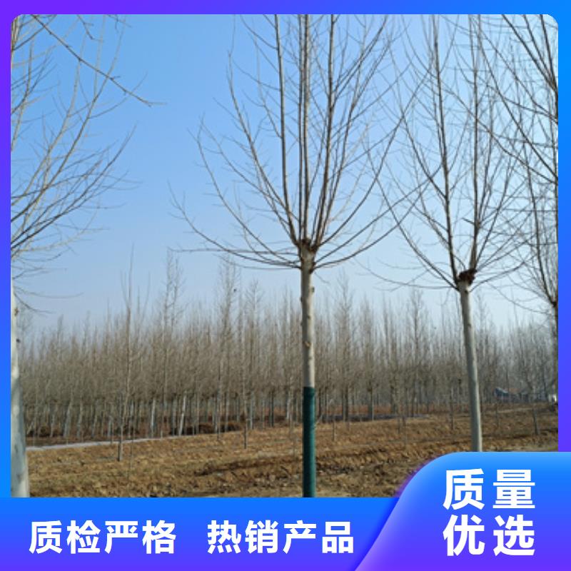 法桐来图定制量大从优