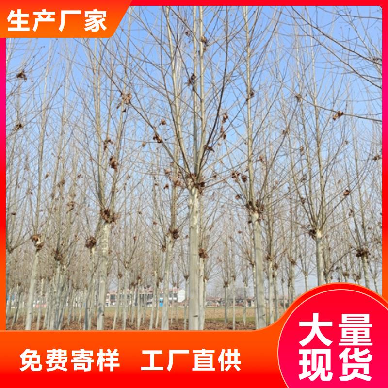 法桐美国红枫全新升级品质保障