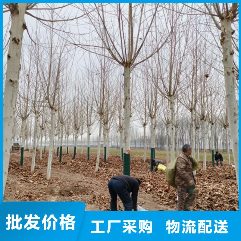 法桐现货销售