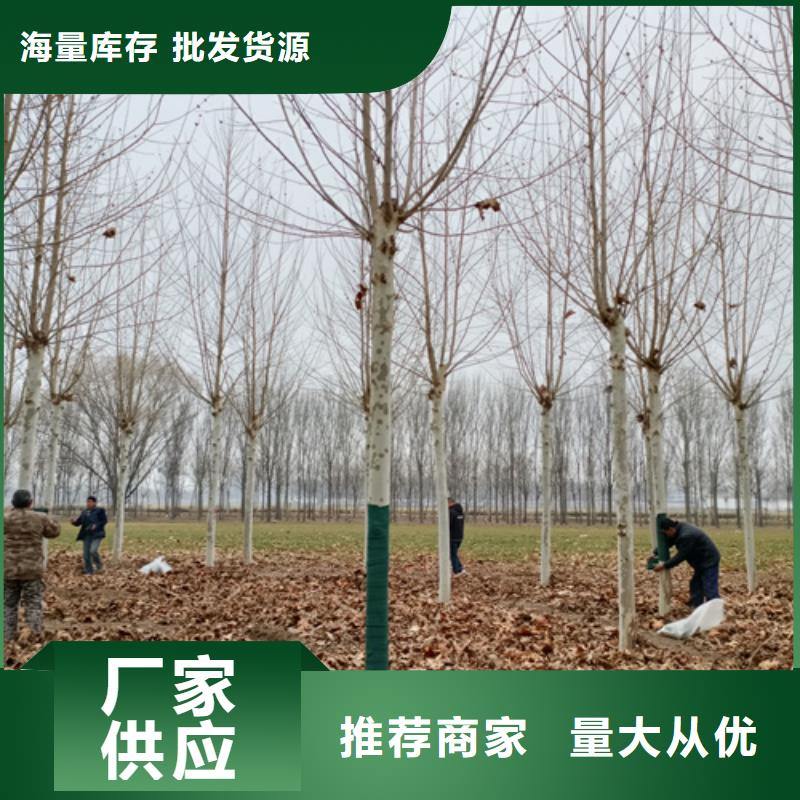 法桐五角枫供货及时