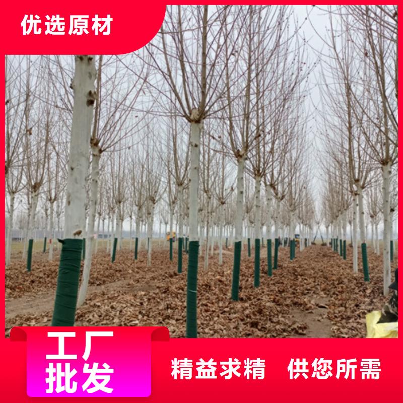 法桐来图定制量大从优