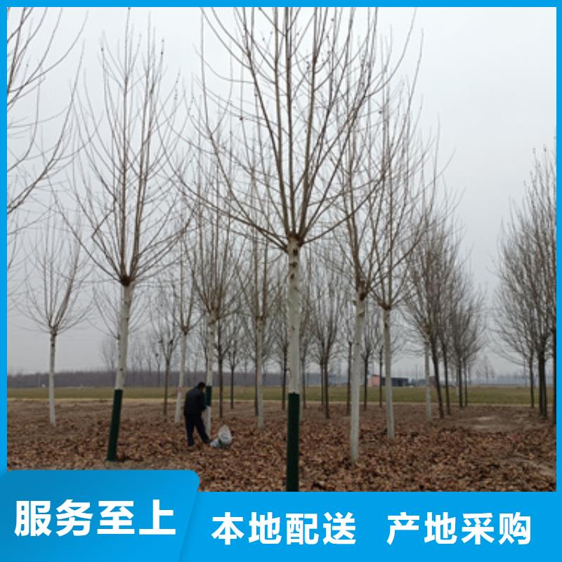 法桐美国红枫全新升级品质保障