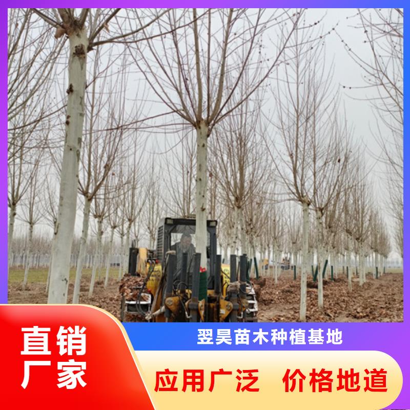 法桐_北京栾好产品不怕比