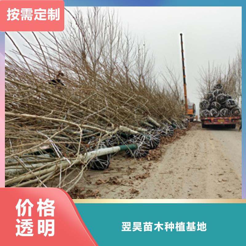 法桐,金叶复叶槭助您降低采购成本