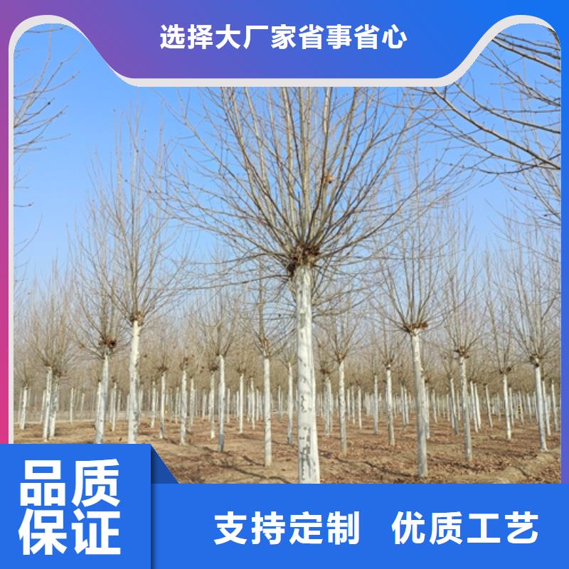 法桐白蜡诚信商家服务热情