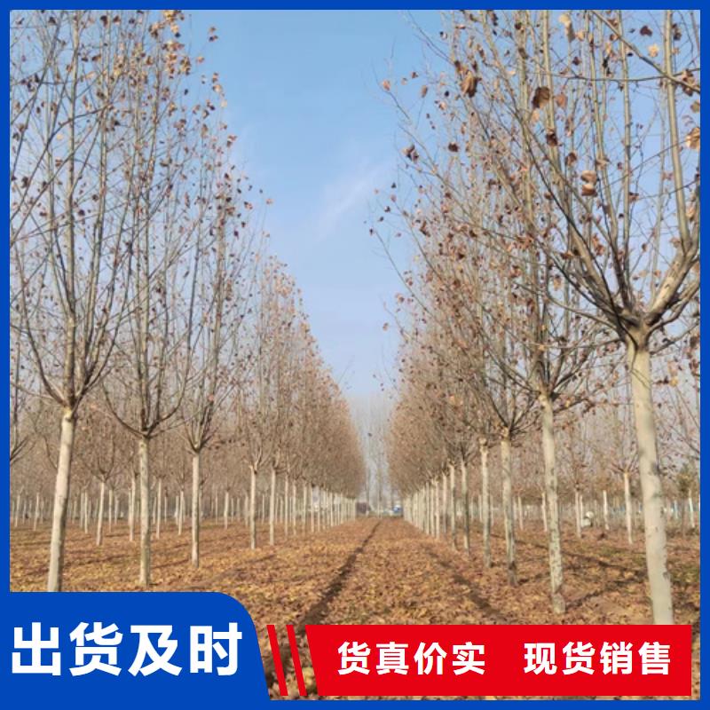 法桐美国红枫实体诚信经营