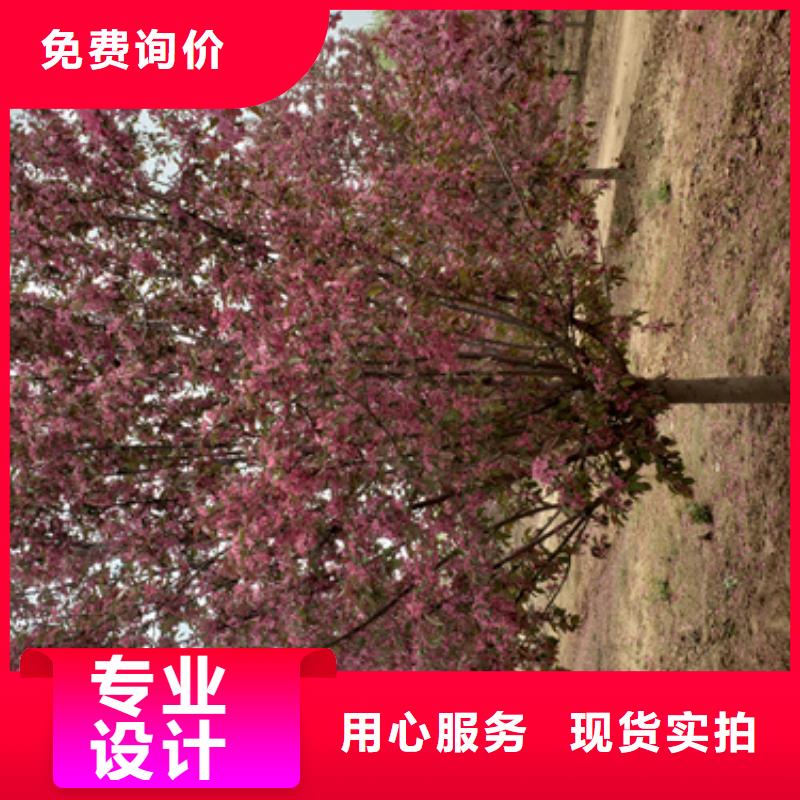 法桐-美国红枫自营品质有保障