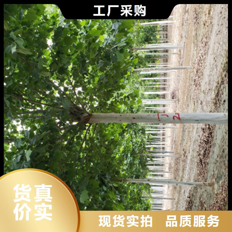 服务周到的法桐基地