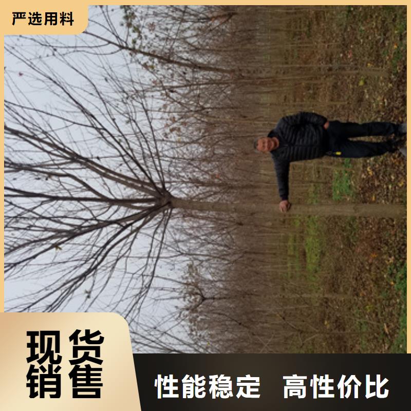 法桐美国红枫实体诚信经营