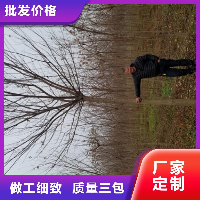 批发法桐小苗的生产厂家