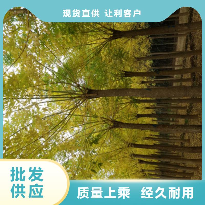 法桐-美国红枫自营品质有保障