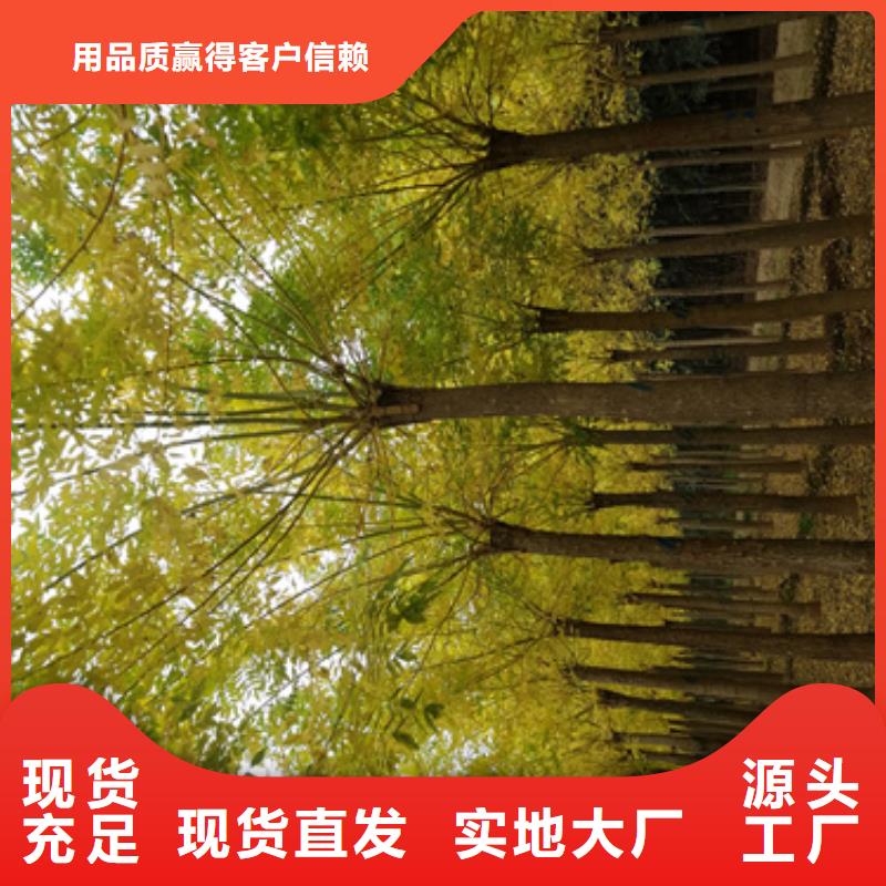 速生法桐、速生法桐厂家直销-质量保证