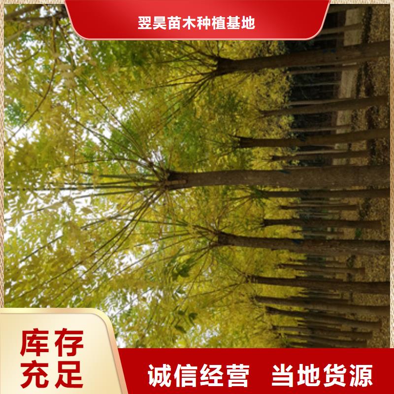 美国红枫视频-美国红枫|云南省大理市|宾川|鹤庆|德宏|保山|楚雄|西双版纳|迪庆|昆明