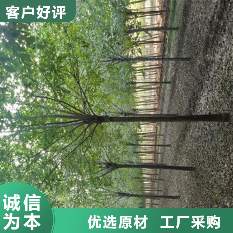 批发法桐小苗的生产厂家