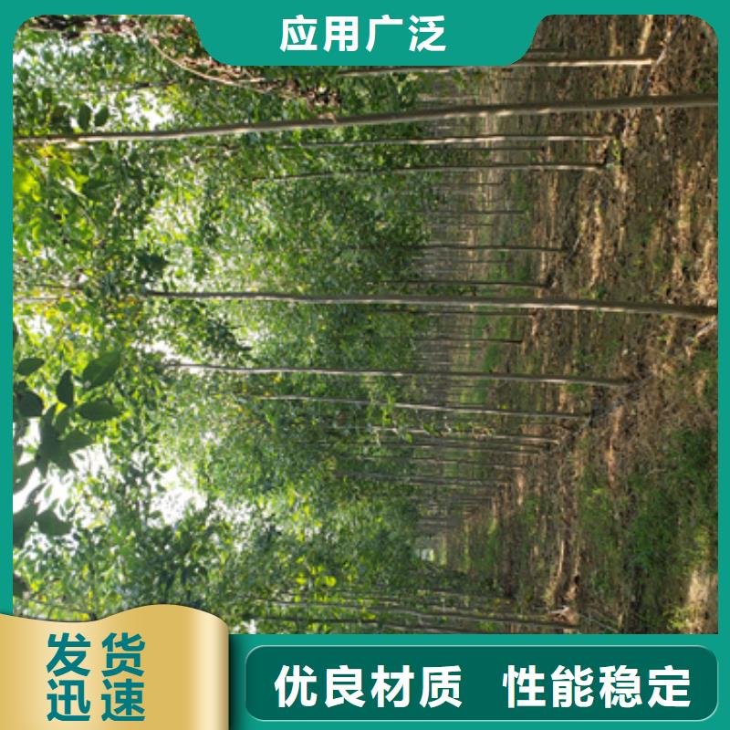 法桐美国红枫厂家实力雄厚