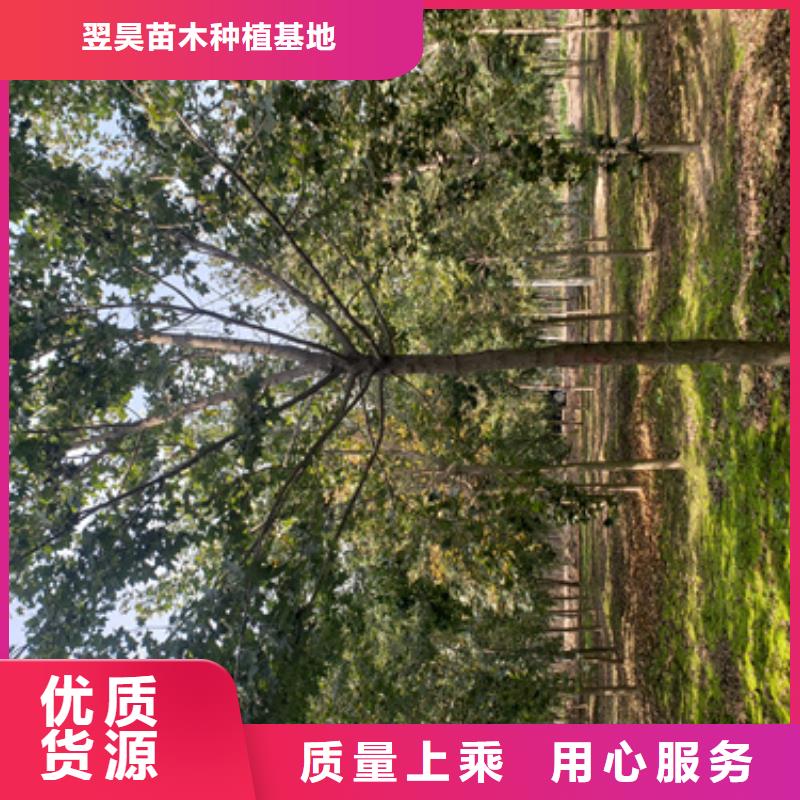 法桐_北京栾好产品不怕比
