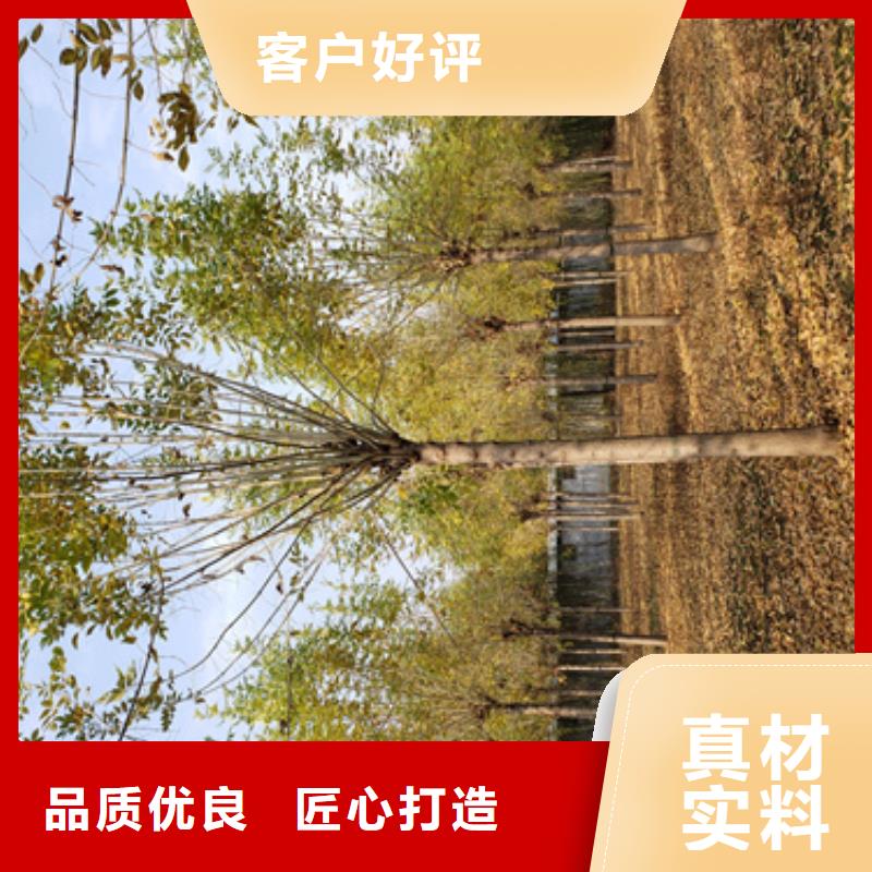 法桐原生冠法桐优质工艺