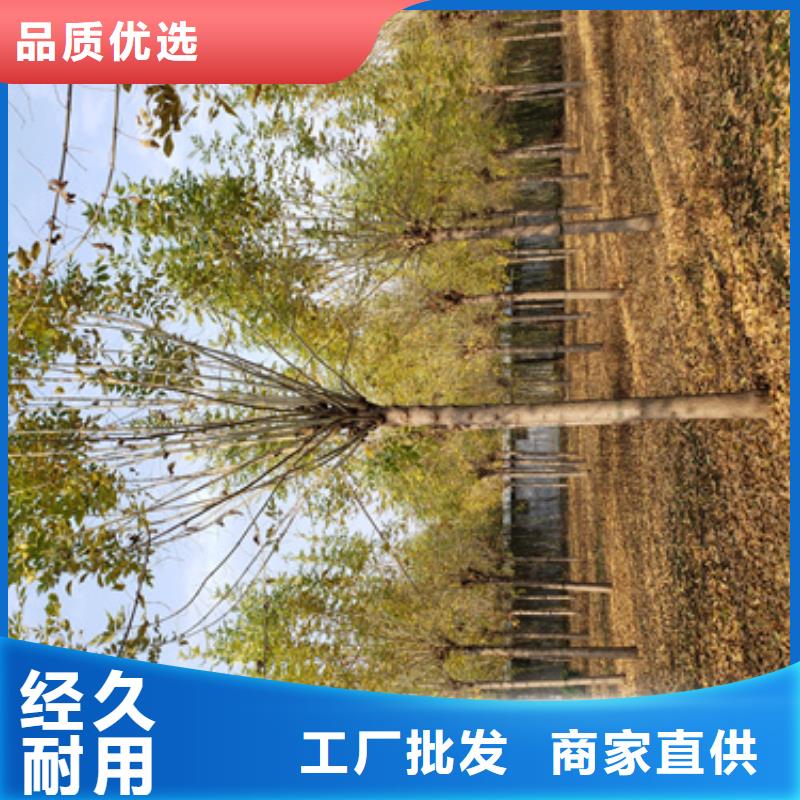 法桐_金叶白蜡精工细作品质优良