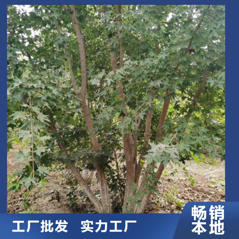 法桐来图定制量大从优
