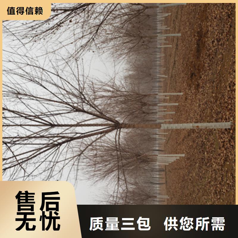 法桐五角枫资质认证