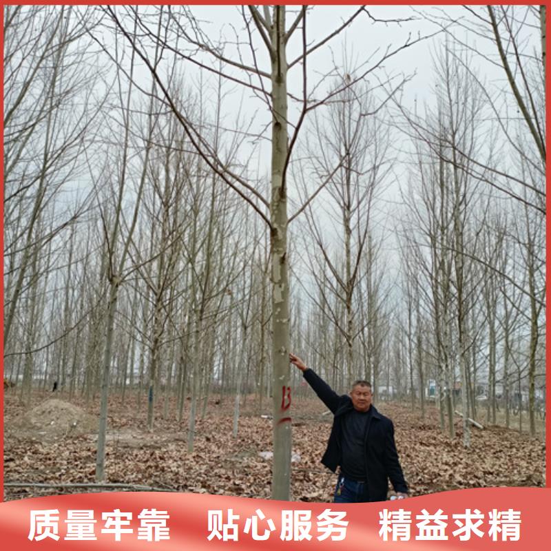 造型法桐厂家，直销