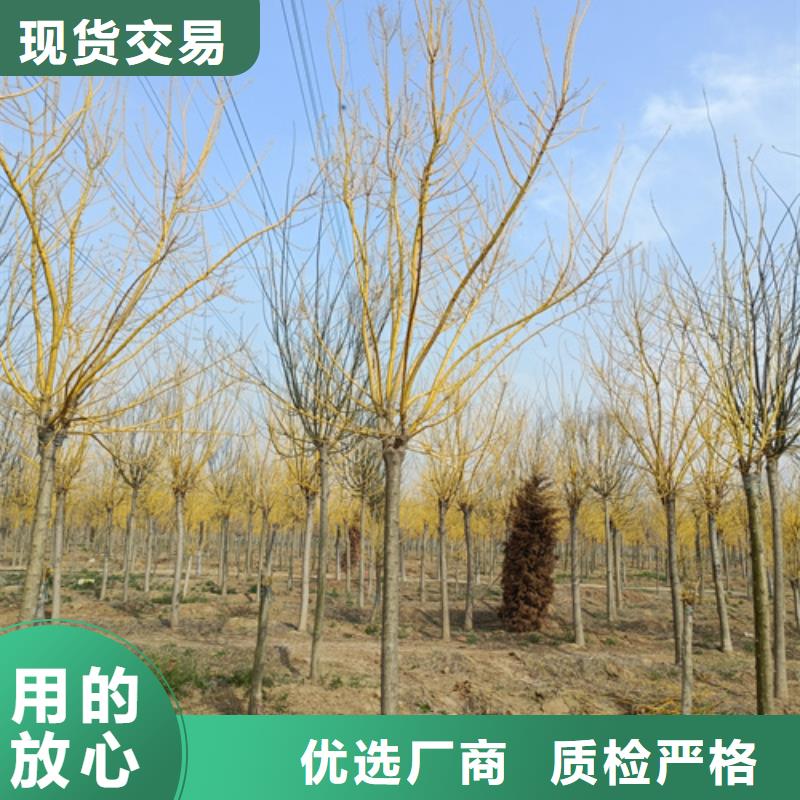 法桐-截杆发帽用心制作