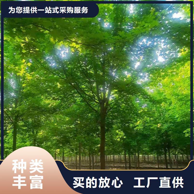法桐来图定制量大从优