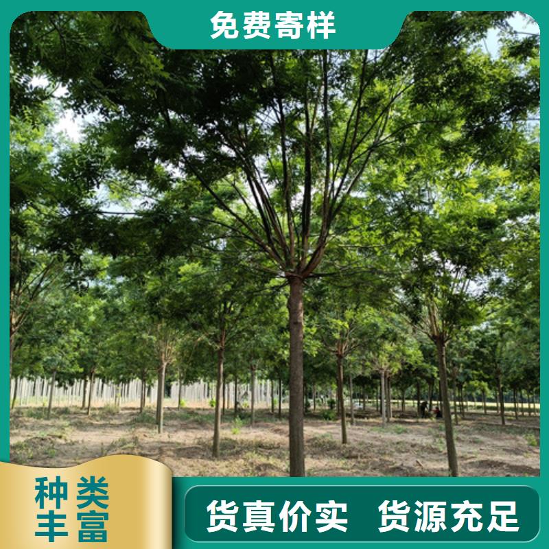 美国红枫视频-美国红枫|云南省大理市|宾川|鹤庆|德宏|保山|楚雄|西双版纳|迪庆|昆明